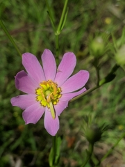 Sabatia kennedyana