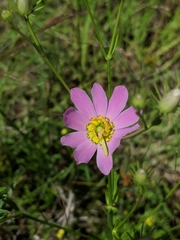 Sabatia kennedyana