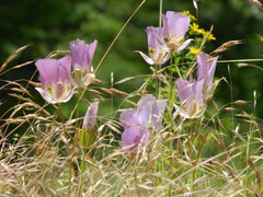 Calochortus nitidus
