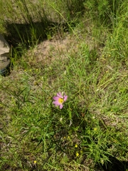 Sabatia kennedyana