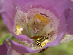 Calochortus nitidus