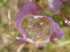 Calochortus nitidus