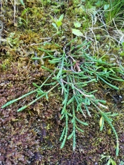 Cassiope lycopodioides