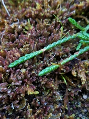 Cassiope lycopodioides