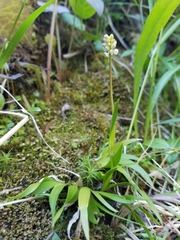 Tofieldia coccinea