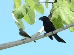 Tyrannus albogularis