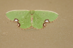 Comibaena procumbaria