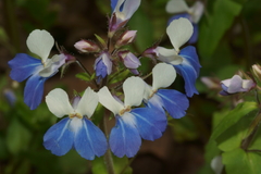 Collinsia verna