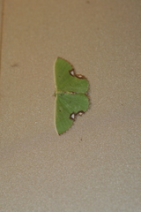 Comibaena procumbaria