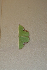 Comibaena procumbaria