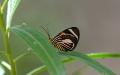 Eutrepsia haemataria