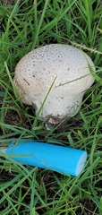 Calvatia cyathiformis