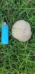 Calvatia cyathiformis
