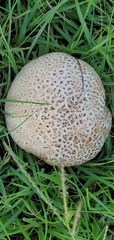 Calvatia cyathiformis