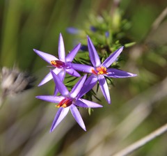 Calectasia narragara