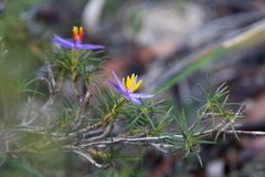 Calectasia narragara