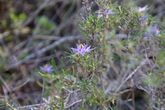 Calectasia narragara