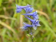 Delphinium burkei