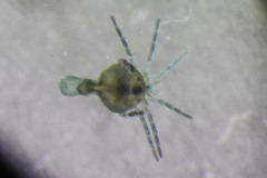 Arrenurus apetiolatus