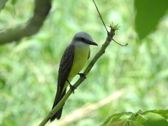 Tyrannus albogularis