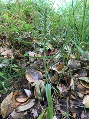 Piperia