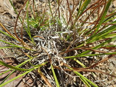 Carex macloviana