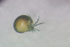 Frontipoda americana