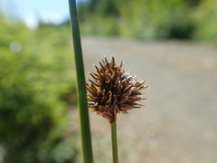 Carex macloviana