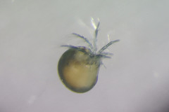 Frontipoda americana