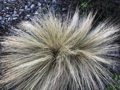 Festuca novae-zelandiae