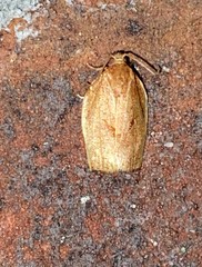 Choristoneura obsoletana