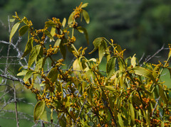 Phoradendron nervosum