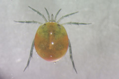 Lebertia