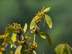 Phoradendron nervosum