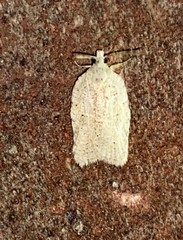 Acleris placidana