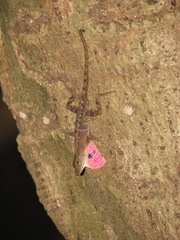 Anolis uniformis
