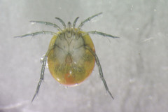 Lebertia