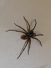 Herpyllus propinquus