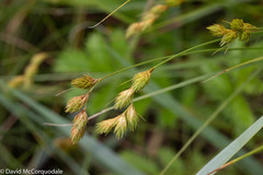 Carex hormathodes