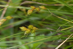 Carex hormathodes