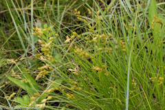 Carex hormathodes