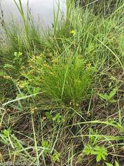 Carex hormathodes