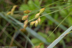 Carex hormathodes