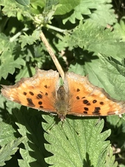 Polygonia satyrus satyrus
