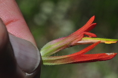 Castilleja suksdorfii