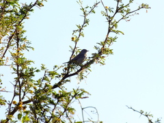 Leiothlypis virginiae