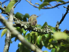 Nesotriccus incomtus