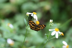 Symbrenthia lilaea formosanus