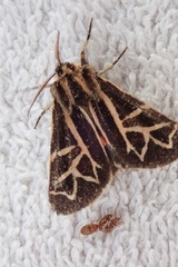 Apantesis williamsii