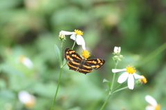 Symbrenthia lilaea formosanus